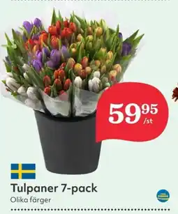 Hemköp Tulpaner 7-pack erbjuda