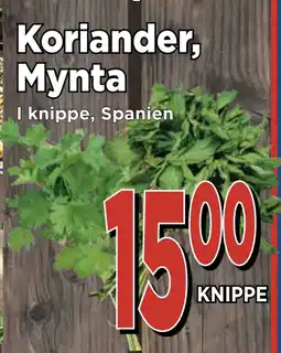 Supergrossen Koriander, Mynta erbjuda