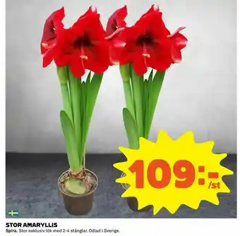 Stor amaryllis