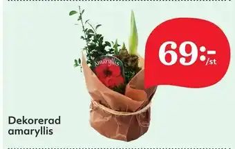 Dekorerad amaryllis