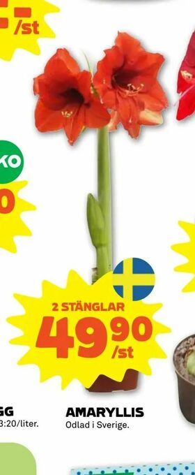 Stora Coop Amaryllis erbjuda