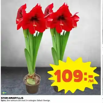 Coop Stor amaryllis erbjuda