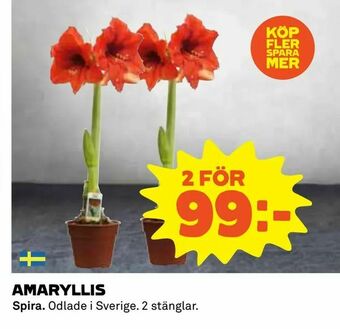 Coop Amaryllis erbjuda
