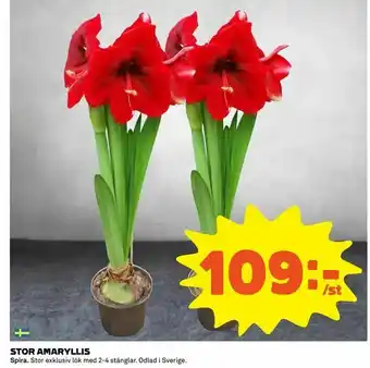 Stor amaryllis
