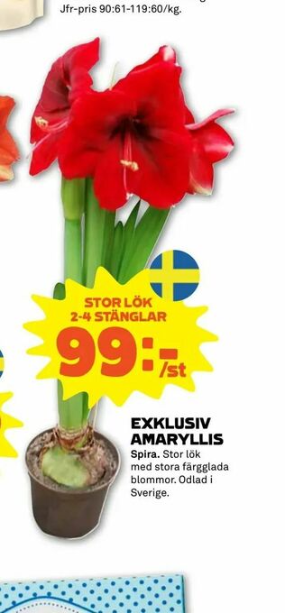 Stora Coop Exklusiv amaryllis erbjuda