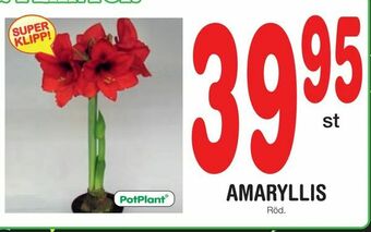 Nya Pulsen Amaryllis erbjuda