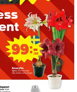 Stora Coop Amaryllis erbjuda