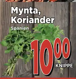 Supergrossen Mynta, Koriander erbjuda