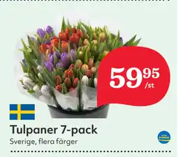 Hemköp Tulpaner 7-pack erbjuda