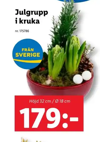 Lidl Julgrupp i kruka erbjuda