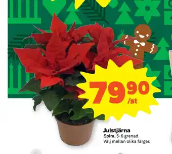 Stora Coop Julstjärna erbjuda