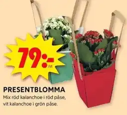 ICA Kvantum Presentblomma erbjuda