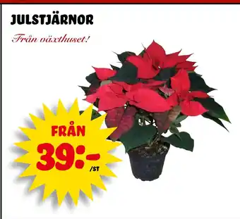 Nelins julstjärnor erbjuda