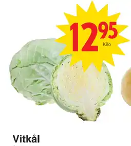 Vitkål