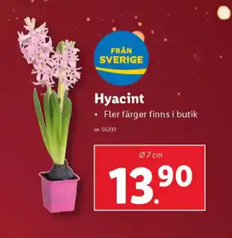 Lidl Hyacint erbjuda