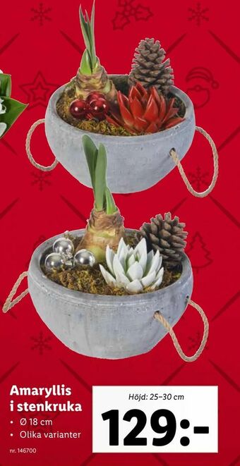 Lidl Amaryllis i stenkruka erbjuda