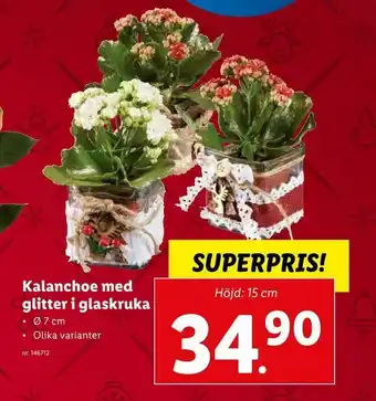 Kalanchoe med glitter i glaskruka
