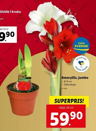 Lidl Amaryllis, jumbo erbjuda