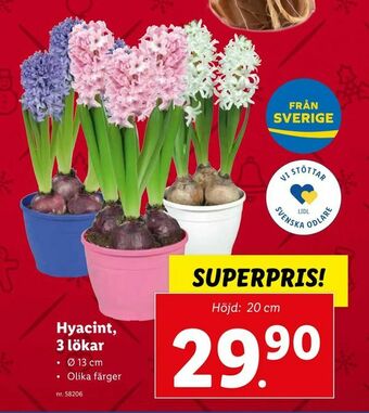 Lidl Hyacint, 3 lökar erbjuda