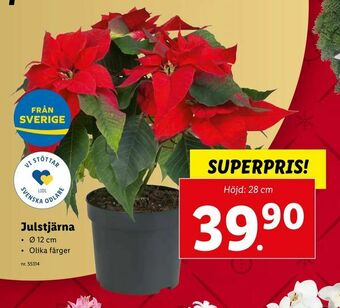 Lidl Julstjärna erbjuda