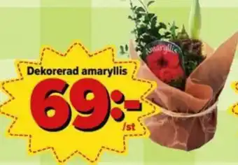 Dekorerad Amaryllis