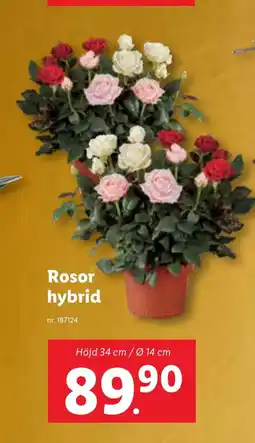 Lidl Rosor hybrid erbjuda