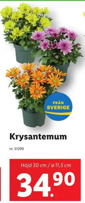 Lidl Krysantemum erbjuda