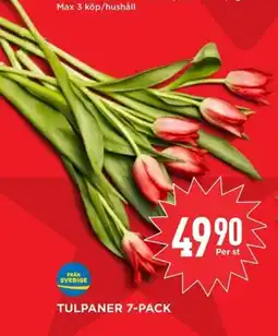 Willys Tulpaner 7-pack erbjuda