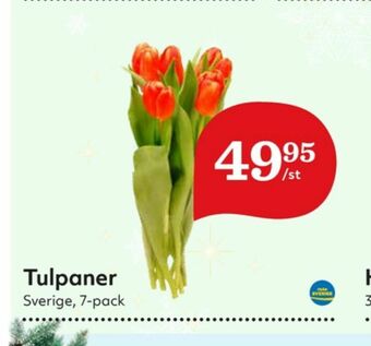 Hemköp Blommor erbjuda
