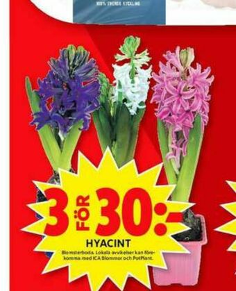 ICA Maxi Blomsterboda Krukväxt erbjuda