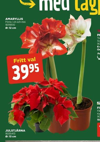 Jem&Fix Amaryllis erbjuda
