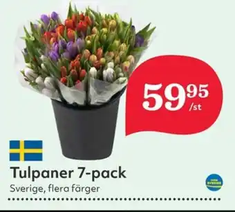 Hemköp Tulpaner 7-pack erbjuda