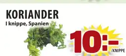 Koriander