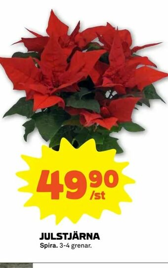 Coop Forum Julstjärna erbjuda