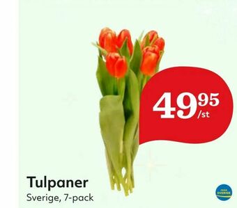Hemköp Tulpaner erbjuda