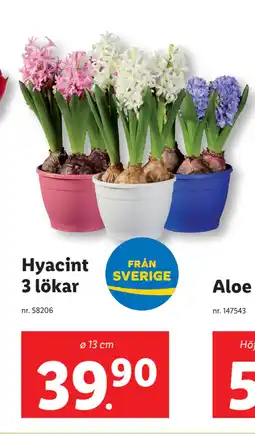 Lidl Hyacint 3 lökar erbjuda