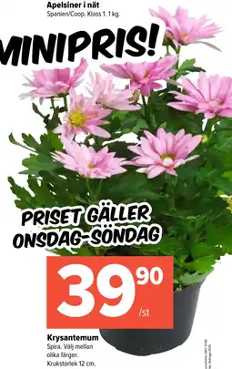 Coop Extra Krysantemum erbjuda
