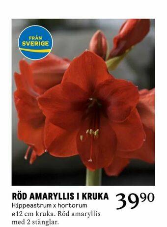 Blomsterlandet Röd amaryllis i kruka erbjuda