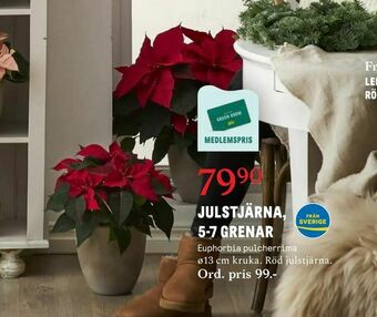 Blomsterlandet Julstjärna, 5-7 grenar erbjuda
