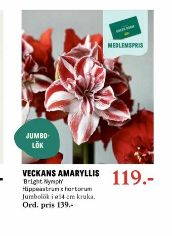 Blomsterlandet Veckans amaryllis erbjuda