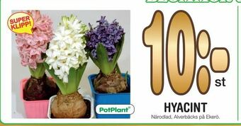 Nya Pulsen Hyacint erbjuda