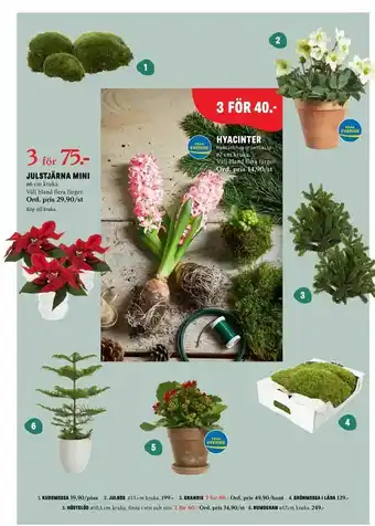 Julstjärna mini