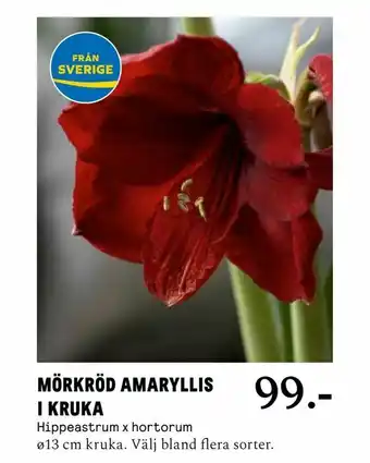 Blomsterlandet Mörkröd amaryllis i kruka erbjuda