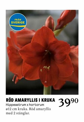 Blomsterlandet Röd amaryllis i kruka erbjuda