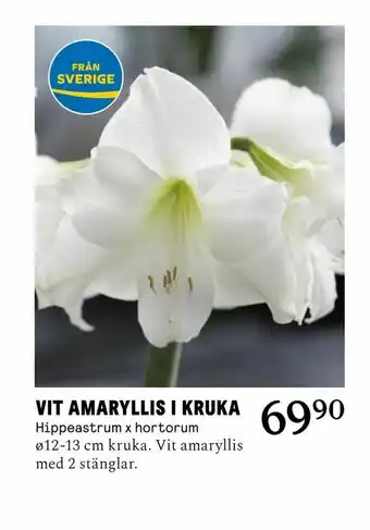 Vit amaryllis i kruka