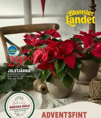 Blomsterlandet Julstjärna erbjuda