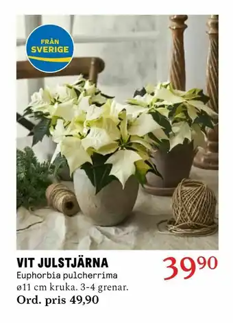 Vit julstjärna
