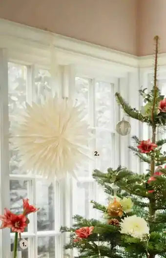 Adventsstjärna Liv