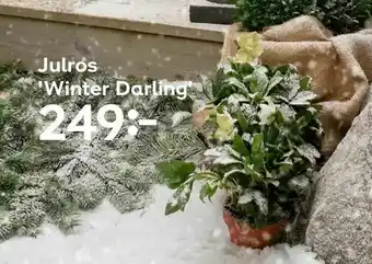 Plantagen Julros 'Winter Darling' erbjuda