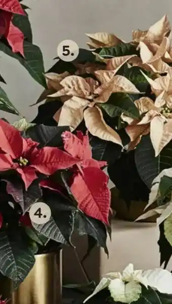 Plantagen Julstjärna 'Oak' erbjuda